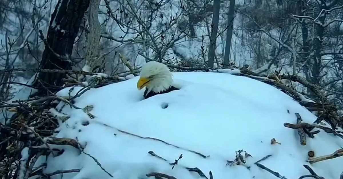 You are currently viewing The bald eagle is up to her neck in snow, but she still manages to protect her eggs.