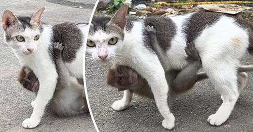Read more about the article Video of a kind cat taking in a lost baby monkey has gone viral.