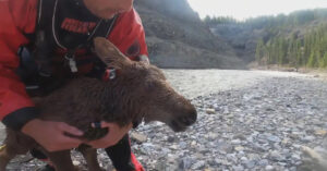 Read more about the article Calgary kayakers save a drifting moose calf..