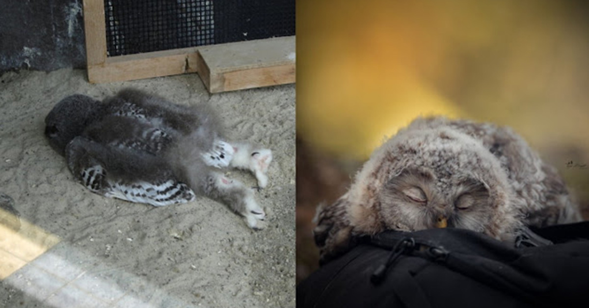 You are currently viewing Because their heads are too heavy, baby owls sleep on their backs.