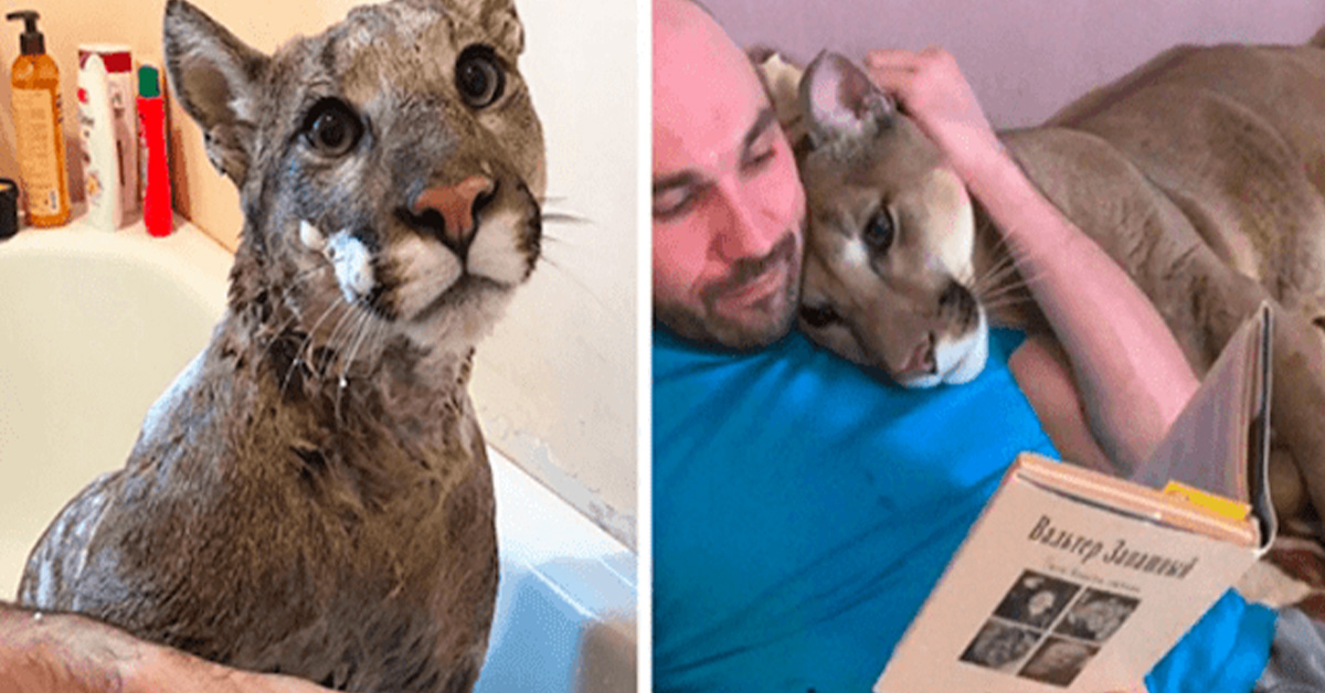 Read more about the article The rescued puma can’t go back to the wild, so he lives in a house like a spoilt cat.(6 picture)