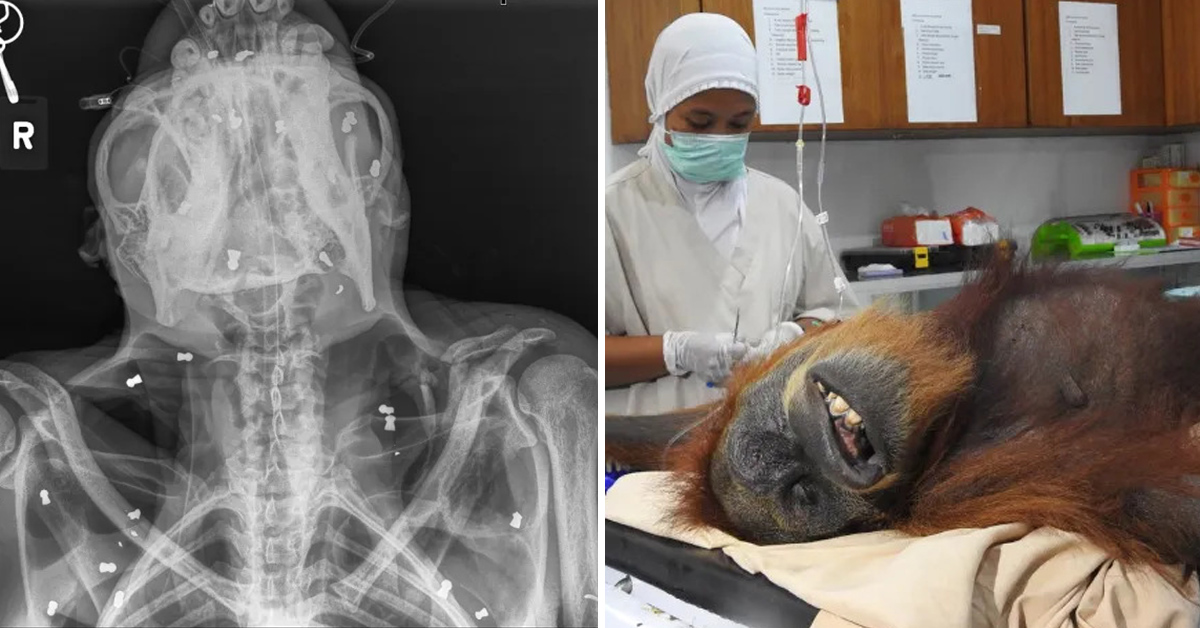 You are currently viewing A baby orangutan and its blind mother were found with 74 air rifle pallets in the mother’s body.
