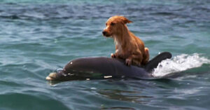 Read more about the article Dolphins save a scared little dog from drowning in a river in Florida.