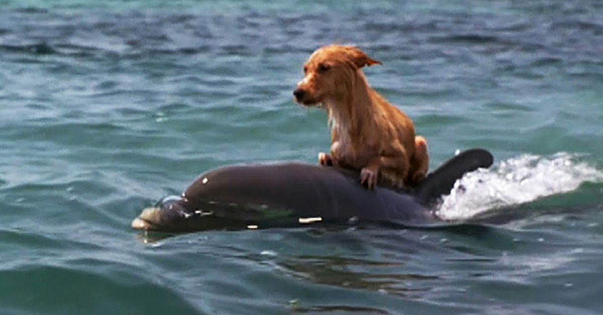 You are currently viewing Dolphins save a scared little dog from drowning in a river in Florida.