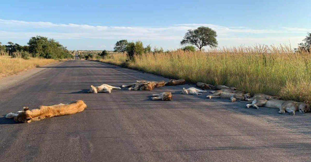 You are currently viewing Lions can be seen sleeping on South African roads during quarantine.
