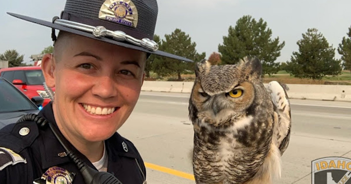 Read more about the article A police cop saves a great Owl caught on a busy highway.