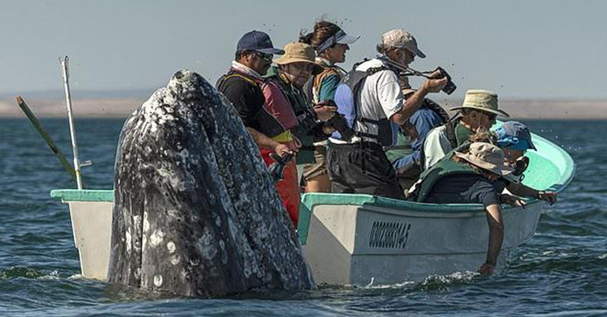 Read more about the article A Laugh-Out-Loud Moment: When tourists look the wrong way, a sneaky whale appears behind them.