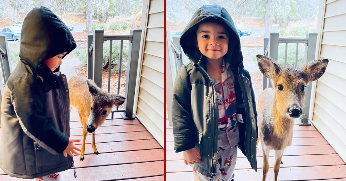 You are currently viewing A young lad befriends a young deer while playing outside. People are going crazy over an image of this that has gone viral.
