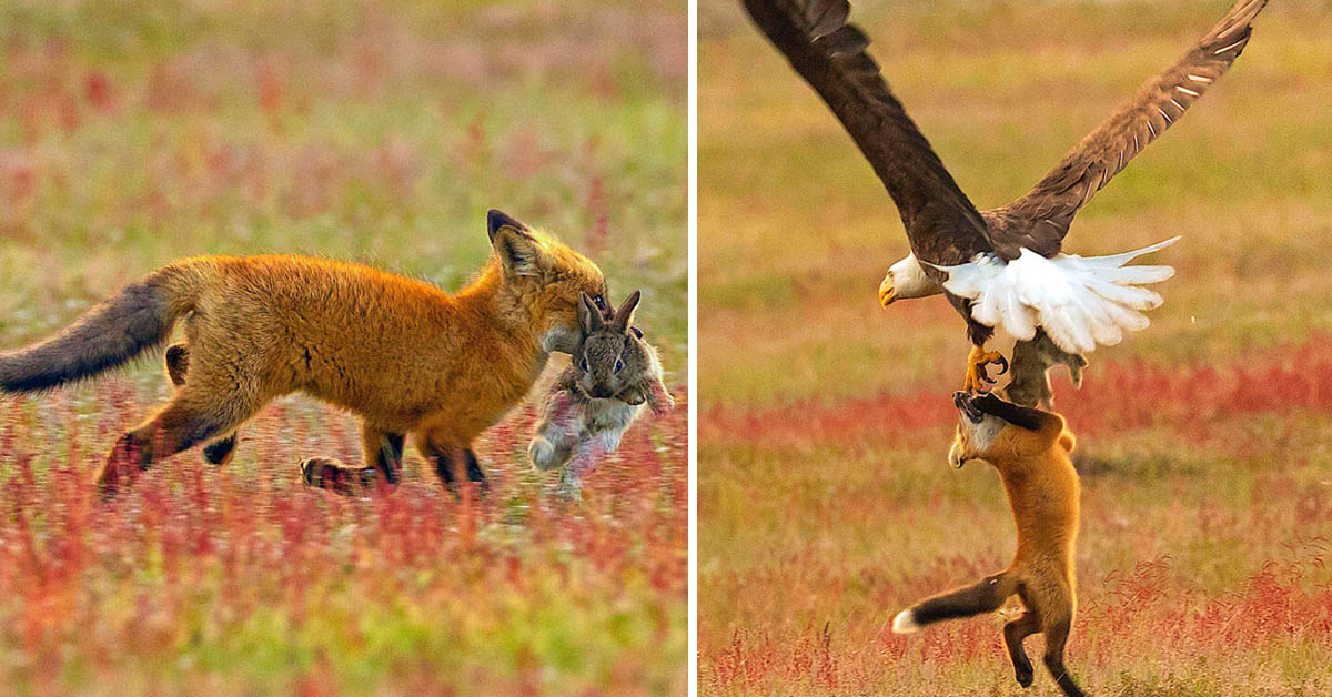 Read more about the article The photographer makes an eagle and a fox fight over a rabbit in the air.
