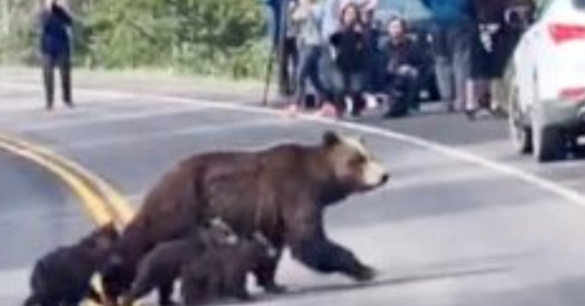 You are currently viewing When a mother bear walks her cubs across the street, your heart melts.