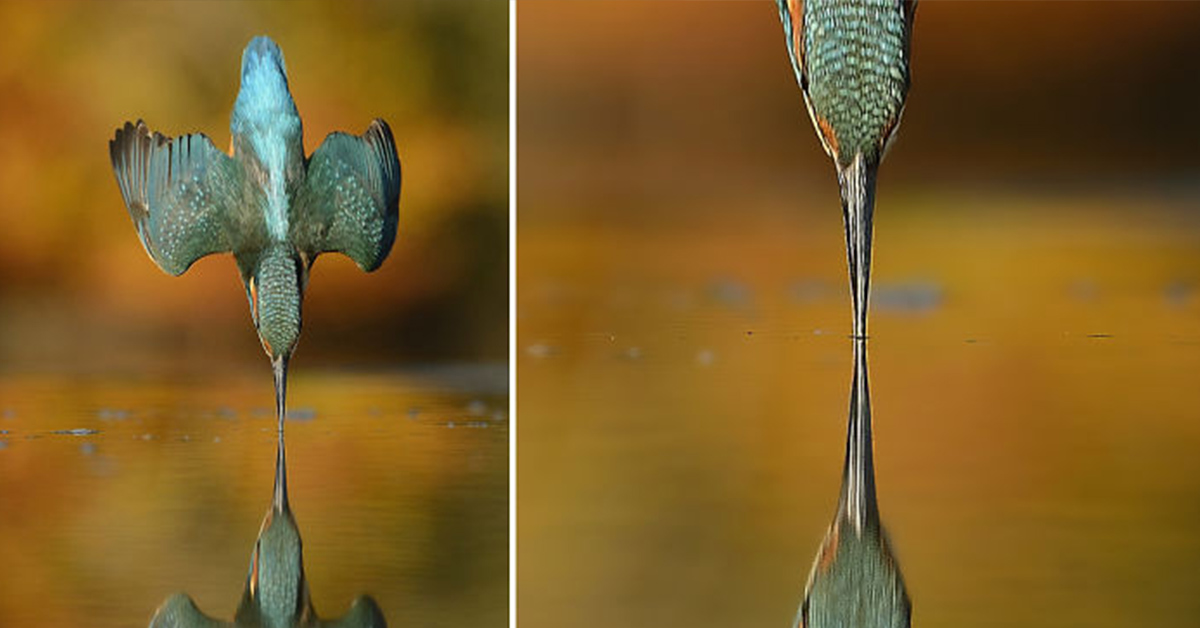 You are currently viewing Six years and 720,000 photographs were taken in an attempt to capture the perfect image of a kingfisher.