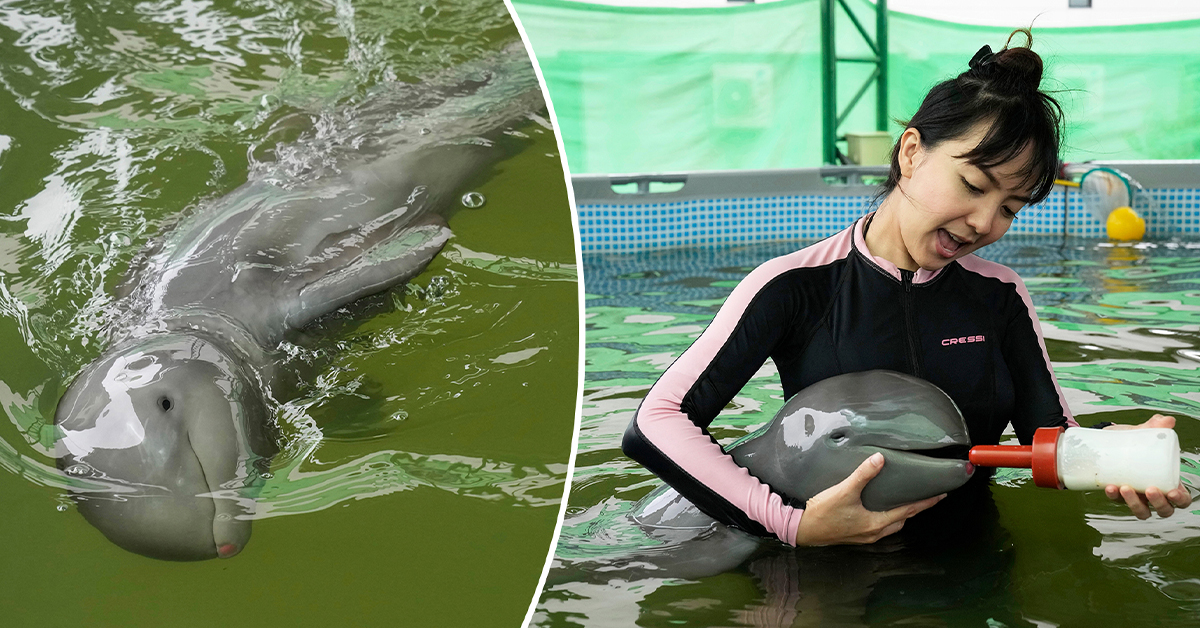 You are currently viewing A sick, endangered Irrawaddy dolphin calf gets better after being fed milk through a tube and getting lots of help (Video)