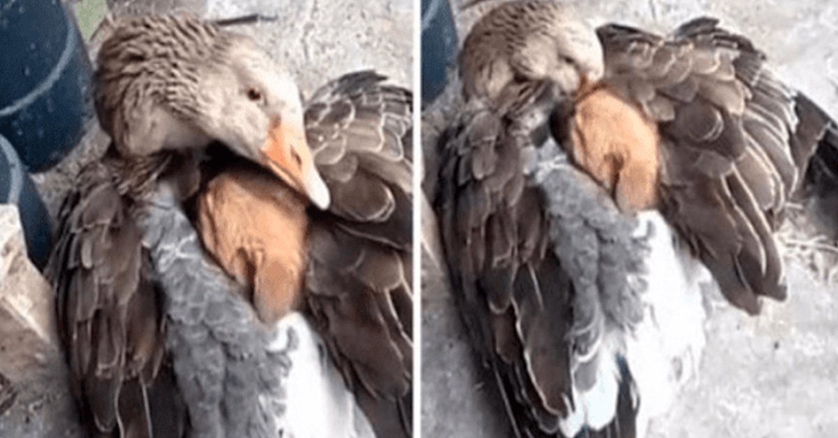Read more about the article A goose kept a puppy warm after it had been left on the street, which was a sweet moment.