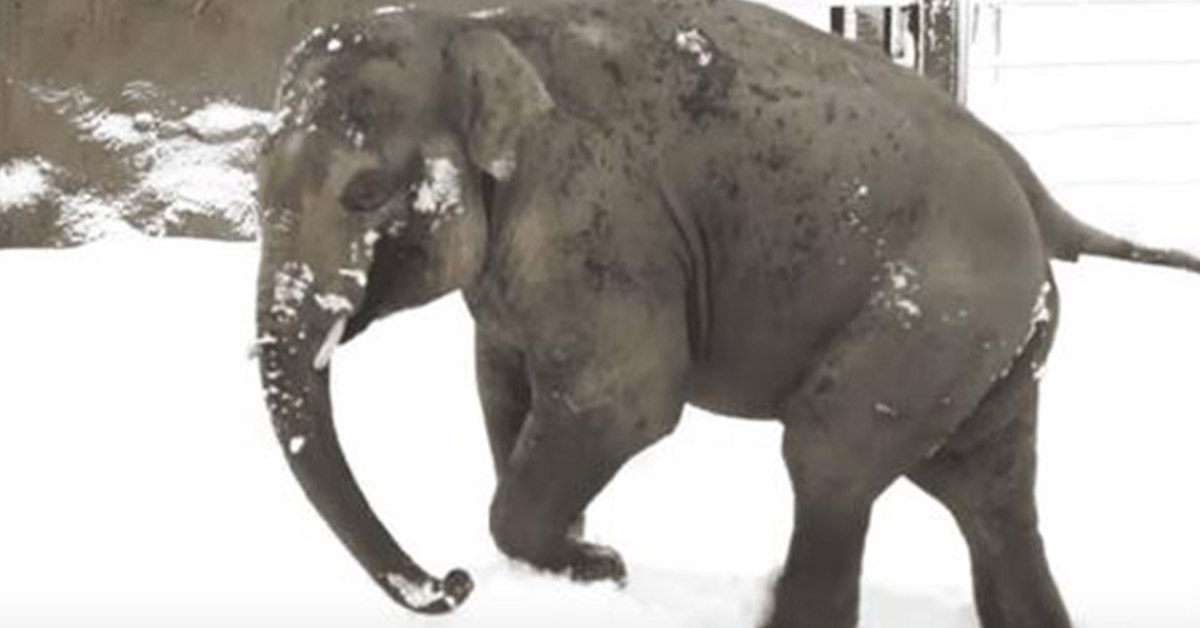 You are currently viewing The zoo closes because of snow, but a camera gets a baby elephant going crazy with happiness.