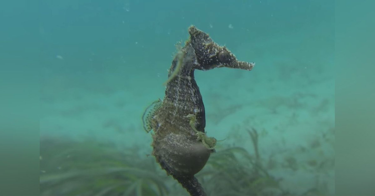 Read more about the article Diver finds a pregnant male seahorse and presses record, not knowing that it is about to give birth right in front of him (video).