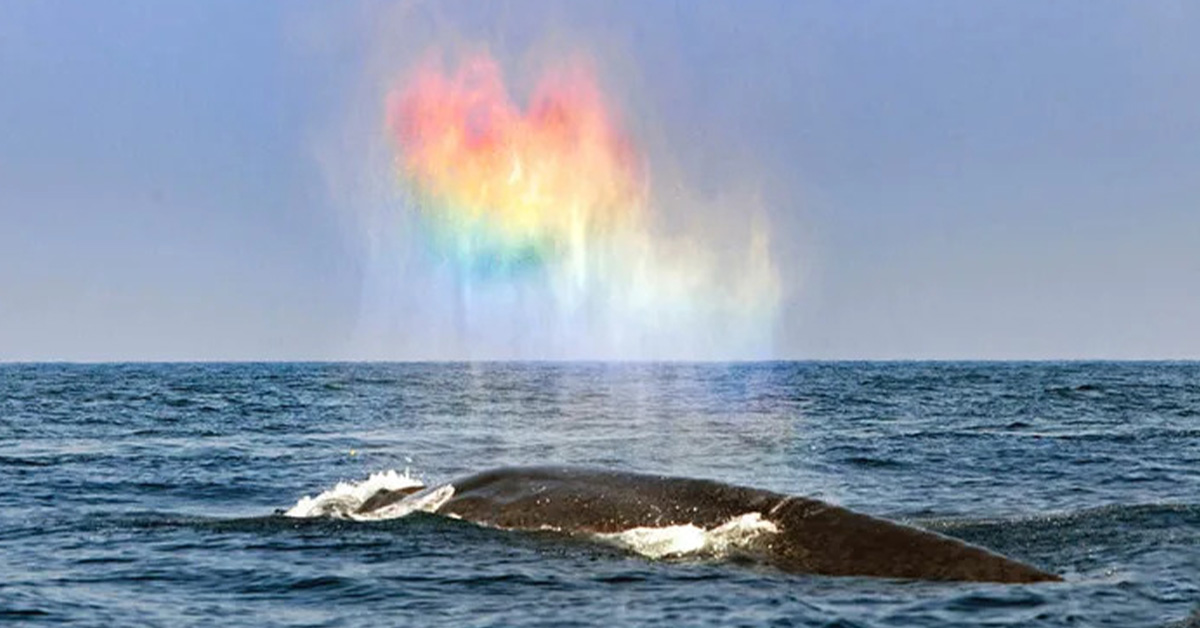Read more about the article Rainbow heart seems to be blown by the blue whale (video)