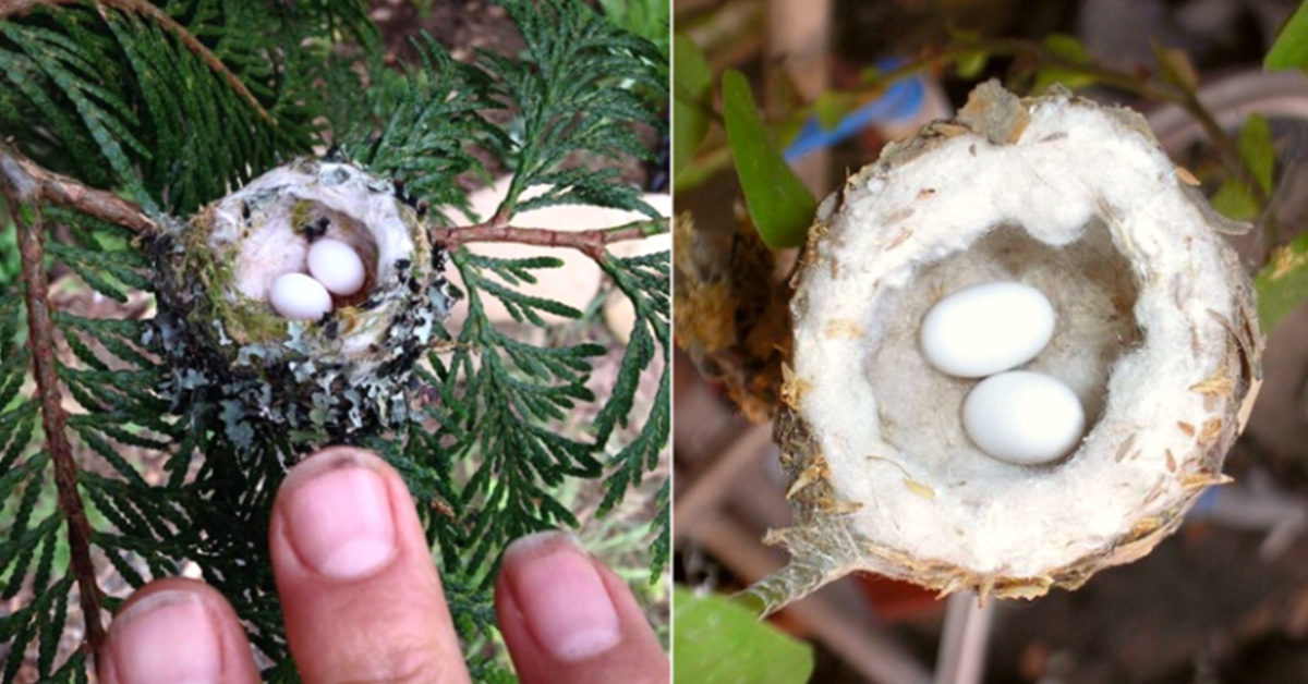 You are currently viewing To protect hummingbird eggs as small as a Thimble, be careful when you prune trees.