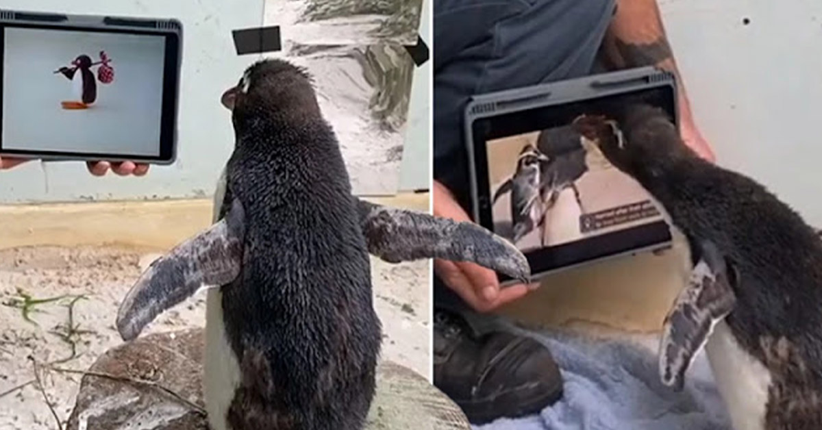 You are currently viewing A penguin alone in a zoo gets over feeling lonely by watching a lot of Pingu (video).
