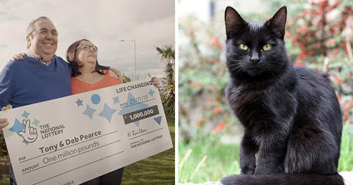 You are currently viewing A couple says a stray black cat helped them win $1.2 million (video).