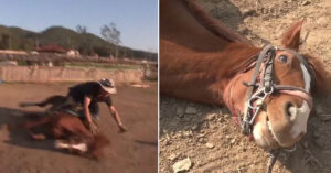 Read more about the article When people attempt to ride the horse, he pretends to be dead.