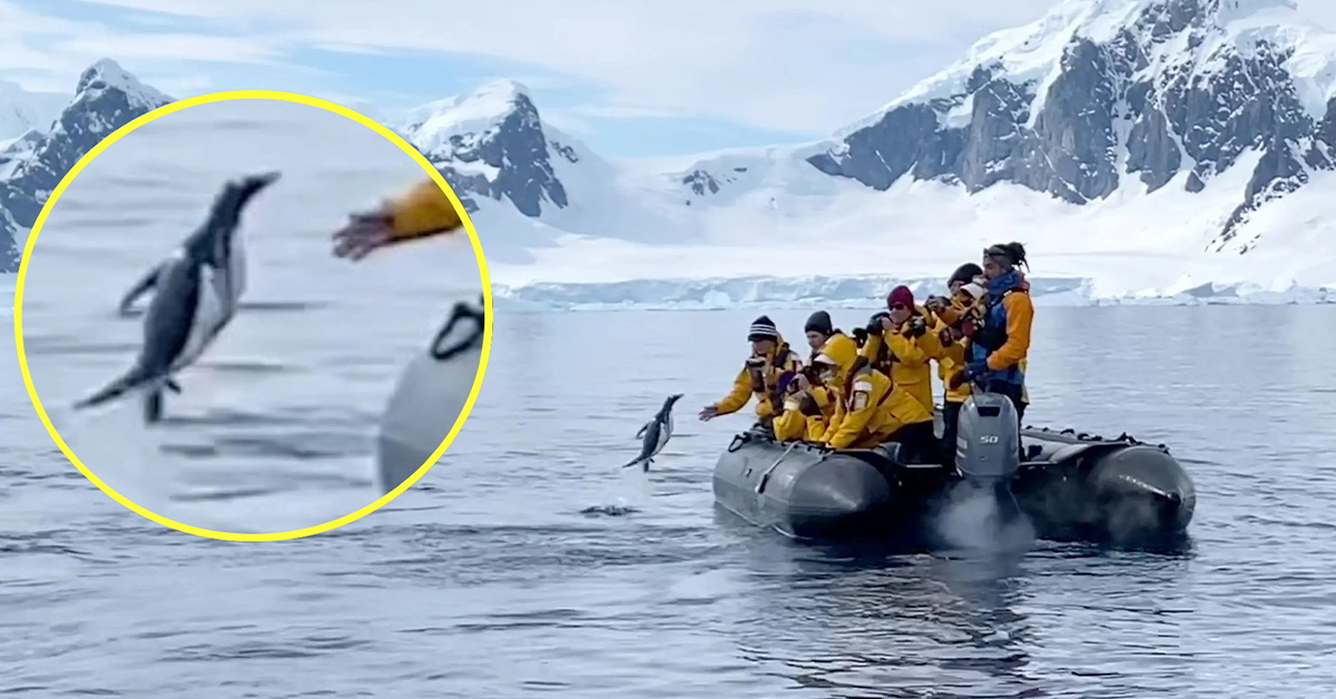 You are currently viewing The brave penguin escaped the killer whale and jumped into the boat with the people (video)