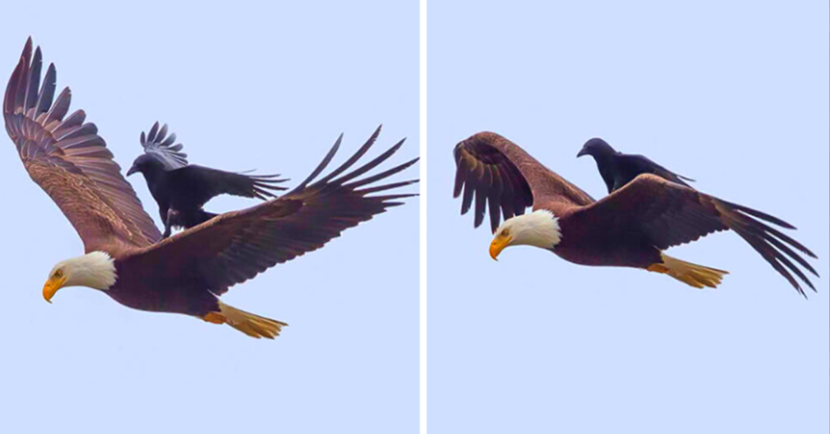 You are currently viewing The naughty crow got a free ride on the back of a flying bald eagle!