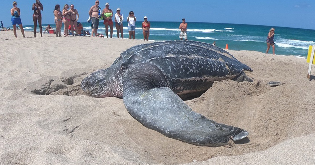 You are currently viewing What an Amazing Thing! The biggest sea turtle in the world comes out of the water (Pics & Video)