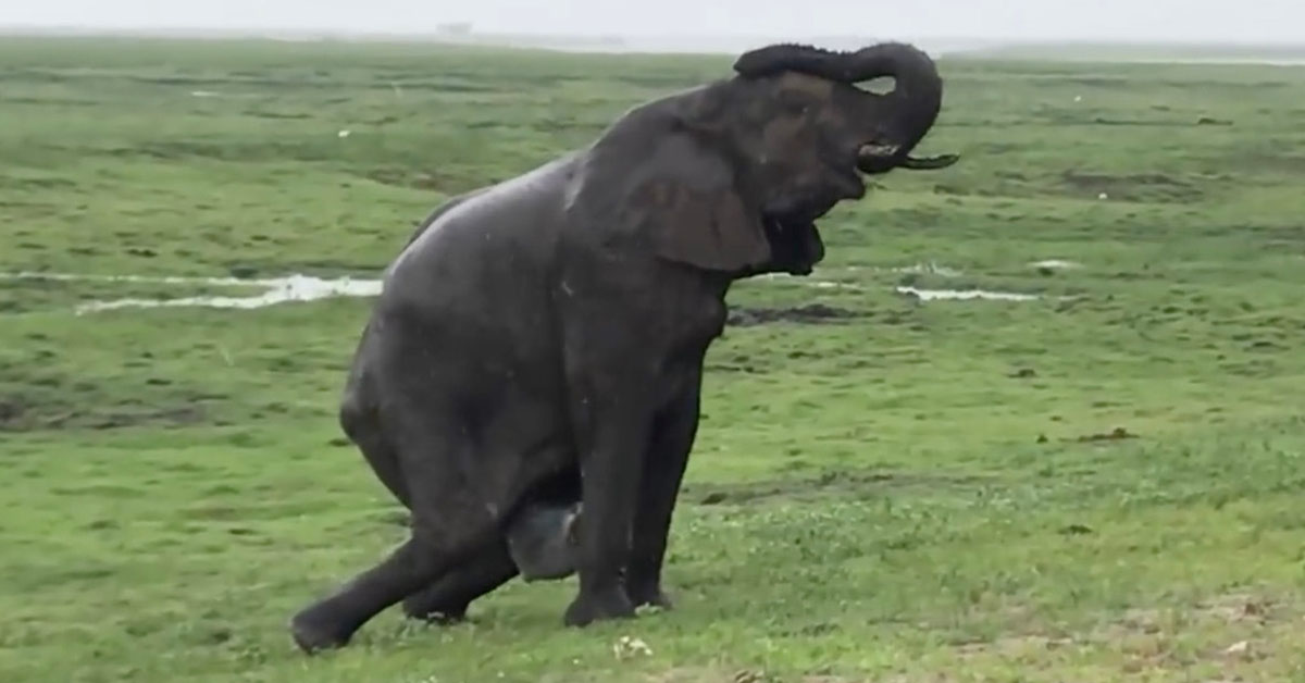 You are currently viewing A tourist gets a great shot of an elephant giving birth as the rest of the herd comes charging over (video).