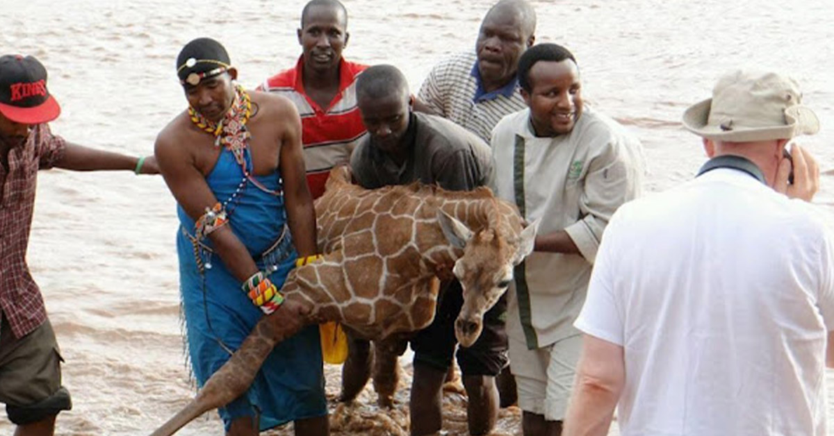 Read more about the article Heroes put their lives in danger to save a baby giraffe who was drowning. (A video)