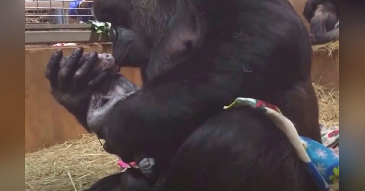 Read more about the article Twenty million people are touched by a video of a gorilla mother loving on her baby “like a human would.”