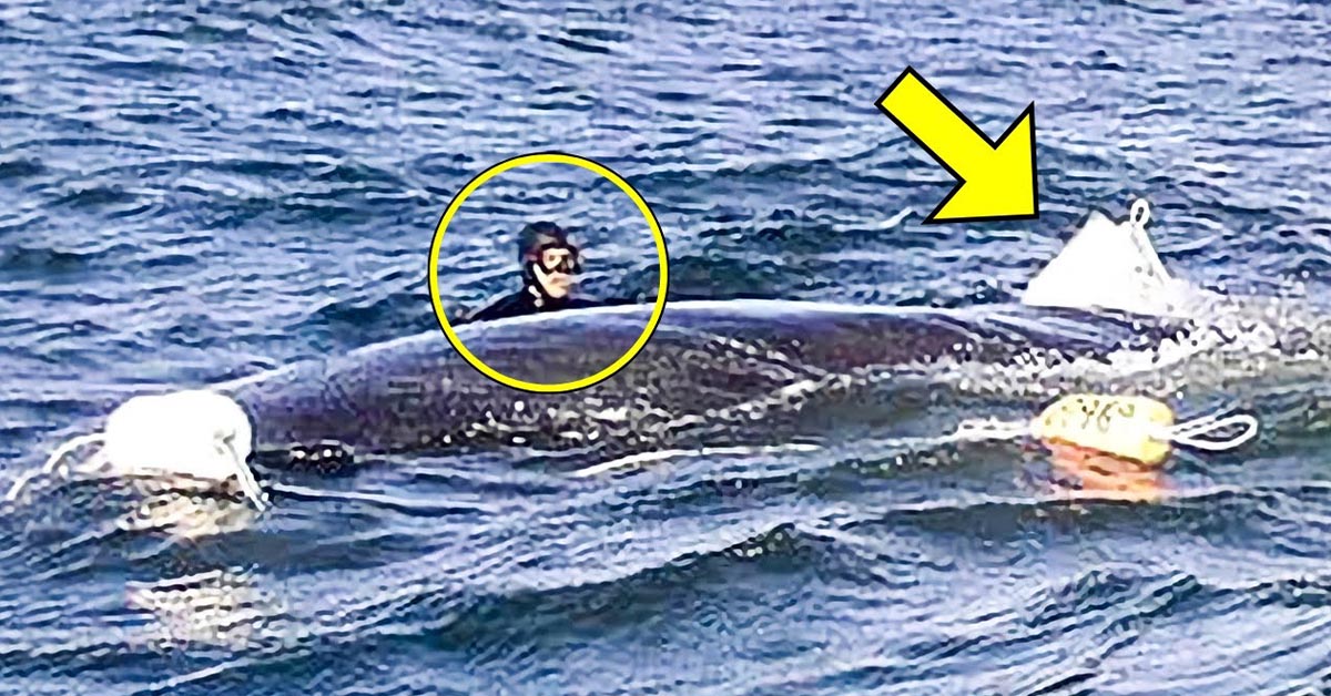 You are currently viewing A diver saves the life of a humpback whale, but it’s how the whale thanks him that has millions of people interested (video).
